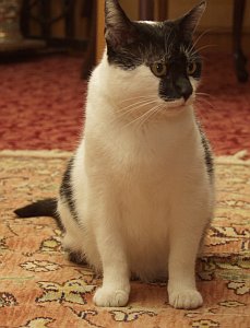 Unsere Katze Jette geh&ouml;rt auch zum Haus