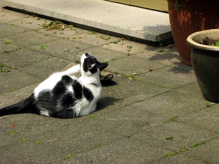 Unsere Katze Jette geh&ouml;rt auch zum Haus