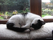 Unsere Katze Jette geh&ouml;rt auch zum Haus