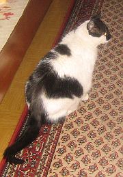 Unsere Katze Jette geh&ouml;rt auch zum Haus